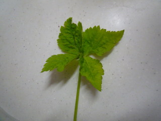 20090705120158.JPG